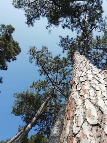 Camping Club Sous Les Pins