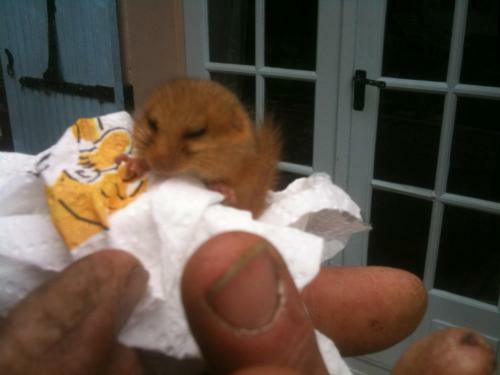 Bed & Breakfast The Grange