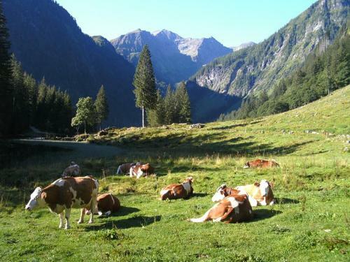 Apartamento Selbstversorgerh�tte Harmer