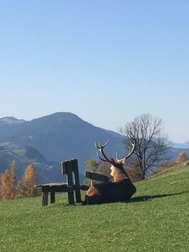 Apartamento K�ssen Dorf41 Top2