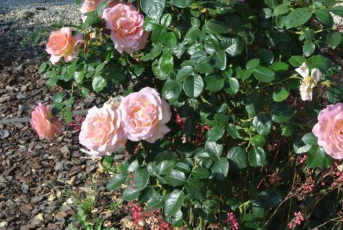 Bed & Breakfast Bnb De Dijlevallei