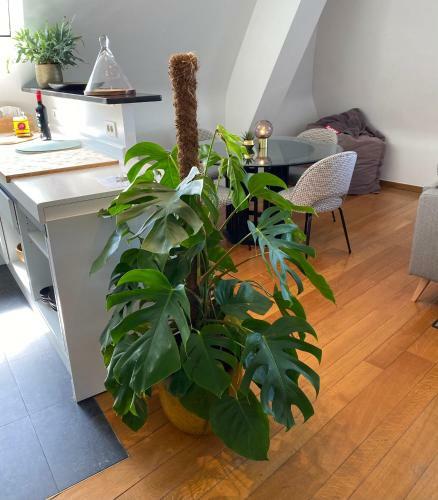 Apartamento ?t Z��manskot