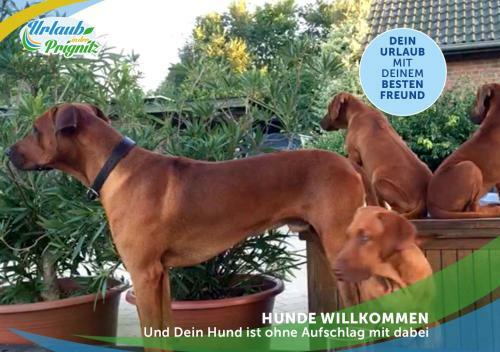 Apartamento Familien-suite-im-wald-am-see