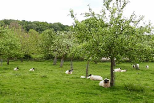 Apartamento Ferienwohnung An Der Obstwiese