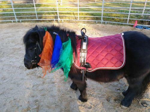 Apartamento Ferienwohnnung Sternhof (bauernhof)