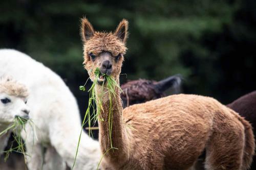Apartamento Ferienwohnnung Sternhof (bauernhof)