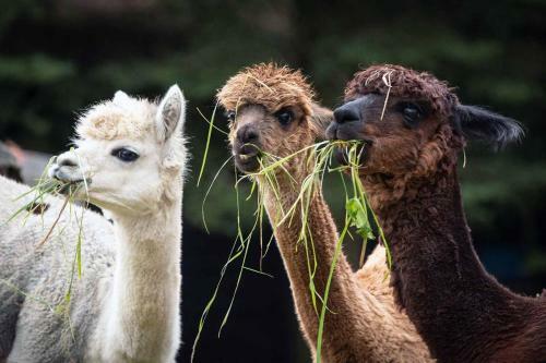 Apartamento Ferienwohnnung Sternhof (bauernhof)