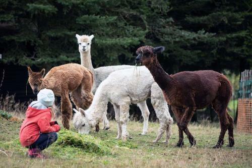 Apartamento Ferienwohnnung Sternhof (bauernhof)