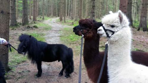 Apartamento Ferienwohnnung Sternhof (bauernhof)