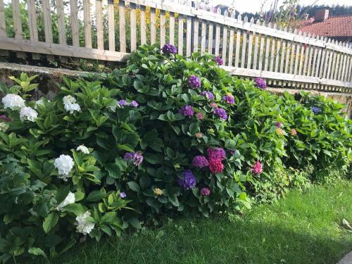 Apartamentos Ferienwohnungen Jonuscheit