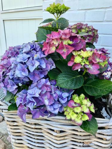 Apartamento Ferienwohnungen Bosbuell Huus