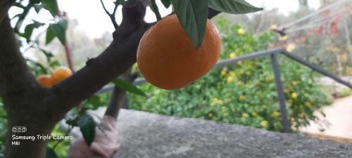 Vecchia Oliva,kuljica