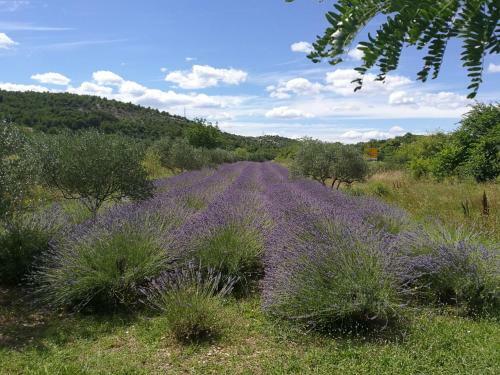 Hostal Guesthouse Villa Domenico