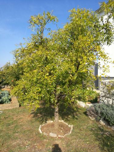 Hostal Guesthouse Villa Domenico