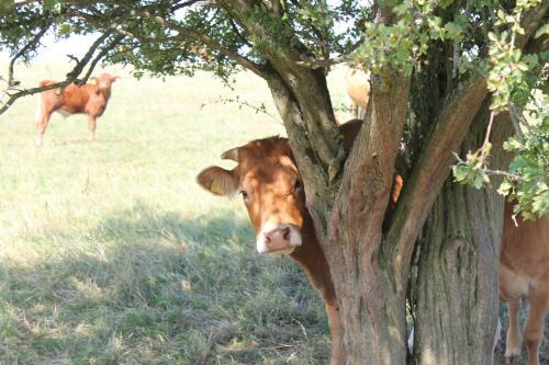 Bed & Breakfast G�stezimmer Gier