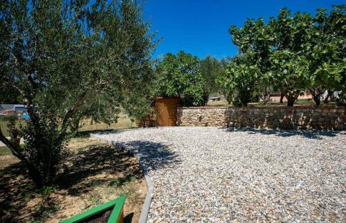 House Olive Tree