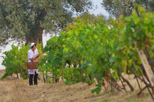 Agroturismo Masseria Il Frantoio