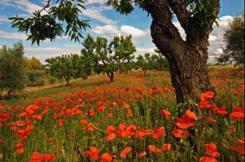 Agroturismo Masseria Il Frantoio