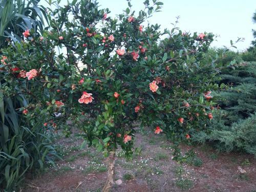Guest House B&B Pietra Bianca