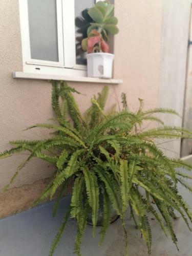 Apartman Oscar Mali Lo?inj