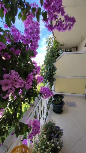 Apartments Jadranka