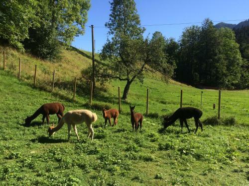 Apartamentos Ferienwohnungen Landinger
