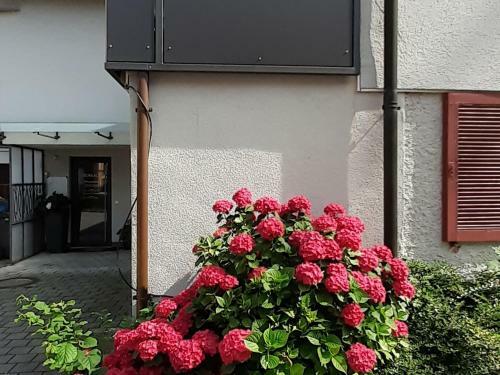Apartamento Ferienwohnung Im Fischerh�usle