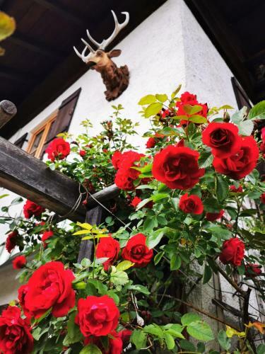 Bed & Breakfast G�stehaus Neu Am Passionstheater