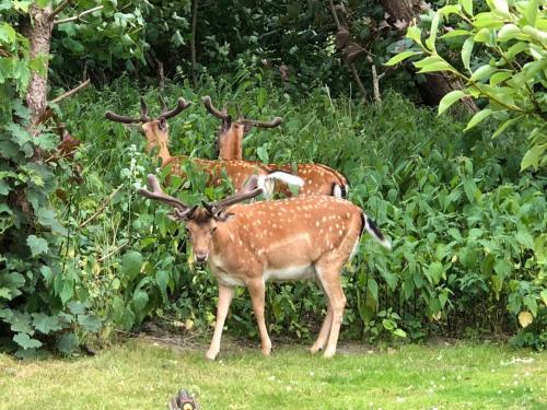 Apartamento Haus Dietrich Wohnung 3