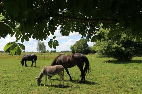 Apartamento Spring-hof