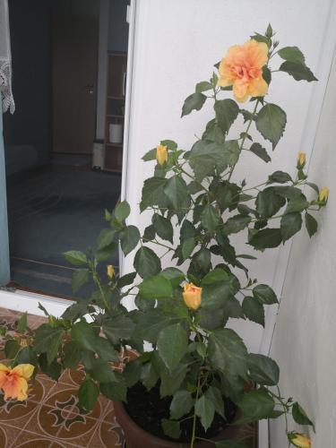 Hostal Guest House Irena