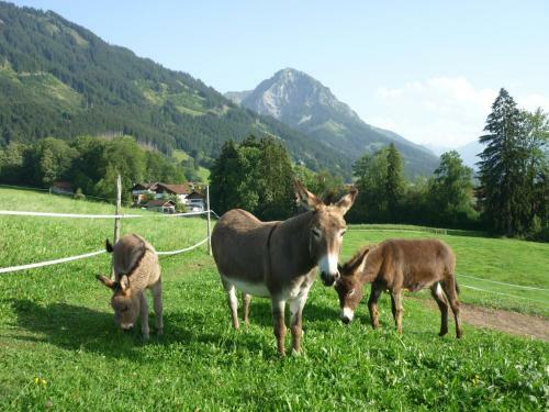 Agroturismo Ferienhof Alfred Albrecht