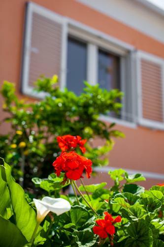 Villa Nedika