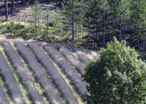 Bed & Breakfast Le Vin De L'et�