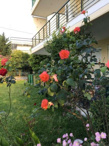 Ourania's Apartments