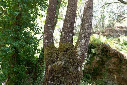 Zoi's House Luxurious Vacation