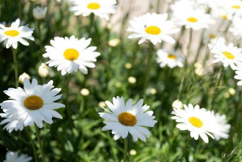 Zoi's House Luxurious Vacation