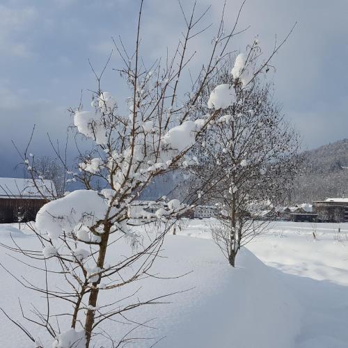 Apartamento Appartements G�stehaus Monika