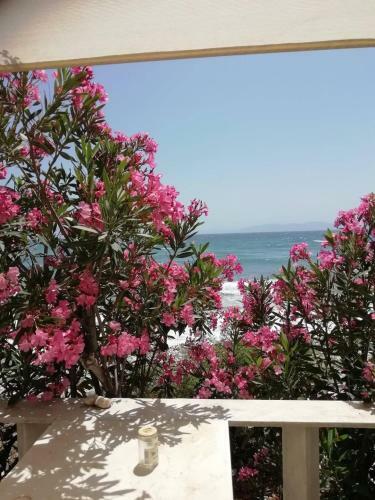 ''sea Front'' Rose's House