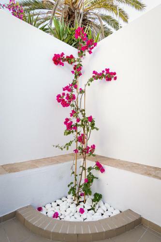 Ds Traditional Villas Santorini Island
