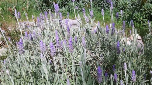 The Olive Grove House