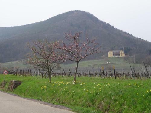Apartamento Ph�nix Aus Der Asche