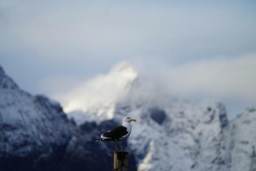 Lofoten Panoramic Luxury Home With Sauna