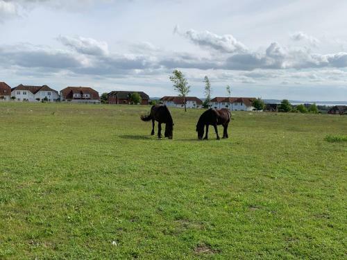 Apartment "ms Bernstein" (75m�) Im Ferienpark