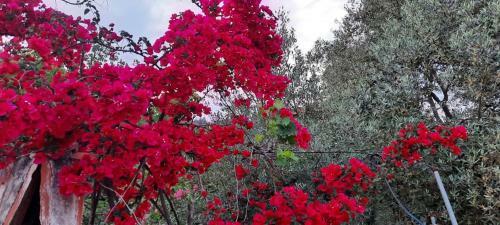 Bed & Breakfast Ekincik Art Camp