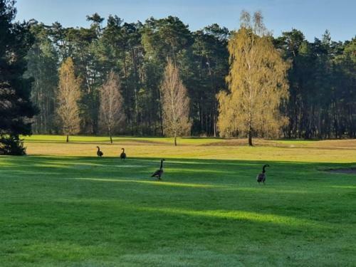 Traumhaftes Reetdachhaus Grote Eken In Der L�neburger Heide
