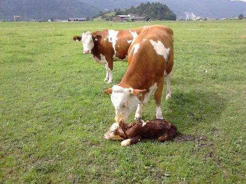 Agroturismo Waldsch�nau