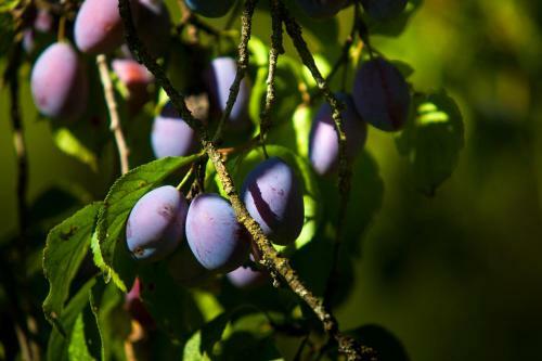 Apartamento Ferienwohnung Bognerhof