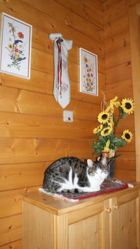 Hostal Gasthaus Oberweissen-hittl