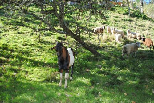 Agroturismo Schlintl-hof